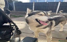 Siberian Husky dogs for stud: PROVEN KC Registered Siberian Husky Stud ONLY in Solihull - Image 13