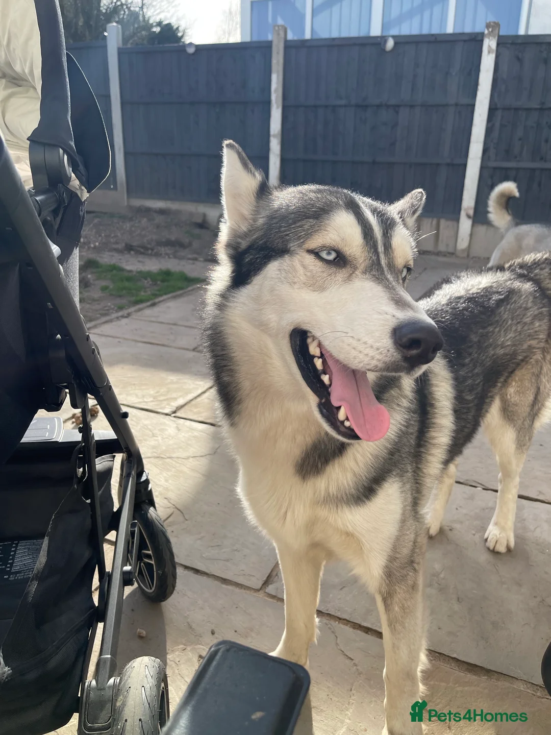 Siberian Husky dogs for stud: PROVEN KC Registered Siberian Husky Stud ONLY in Solihull - Advert 13