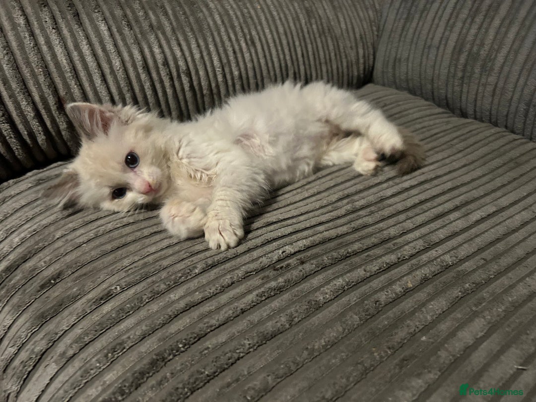 Ragdoll cats for sale: Female ragdoll - Advert 2