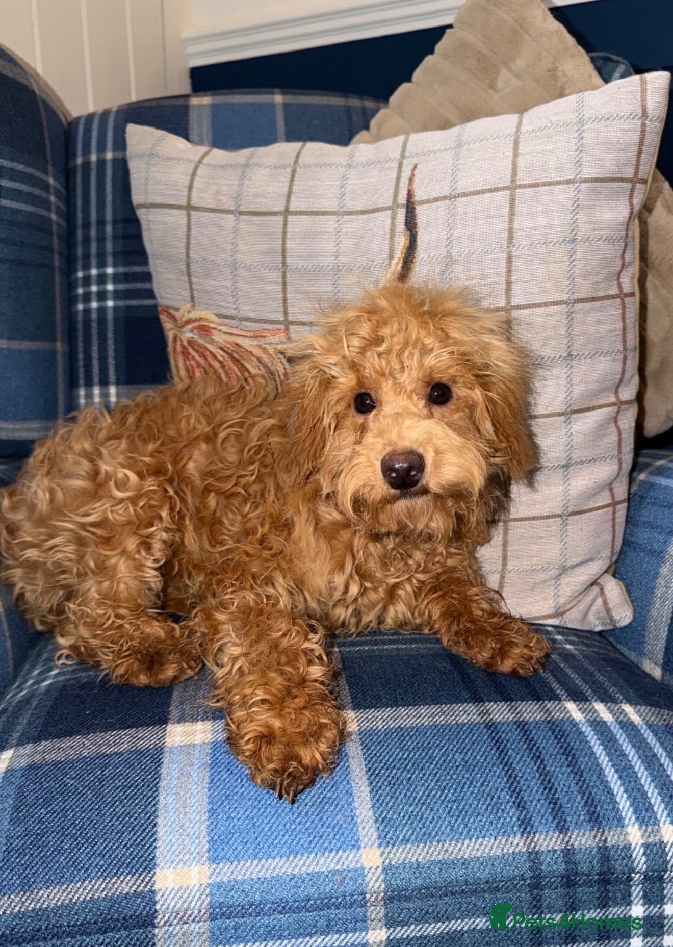 Shihpoo dogs for sale: 🩷Beautiful Shihpoo Puppies READY NOW 🧡 - Advert 2