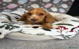 Cocker Spaniel dogs for sale: Show spaniel pups from kc/ health tested parents  - Image 5