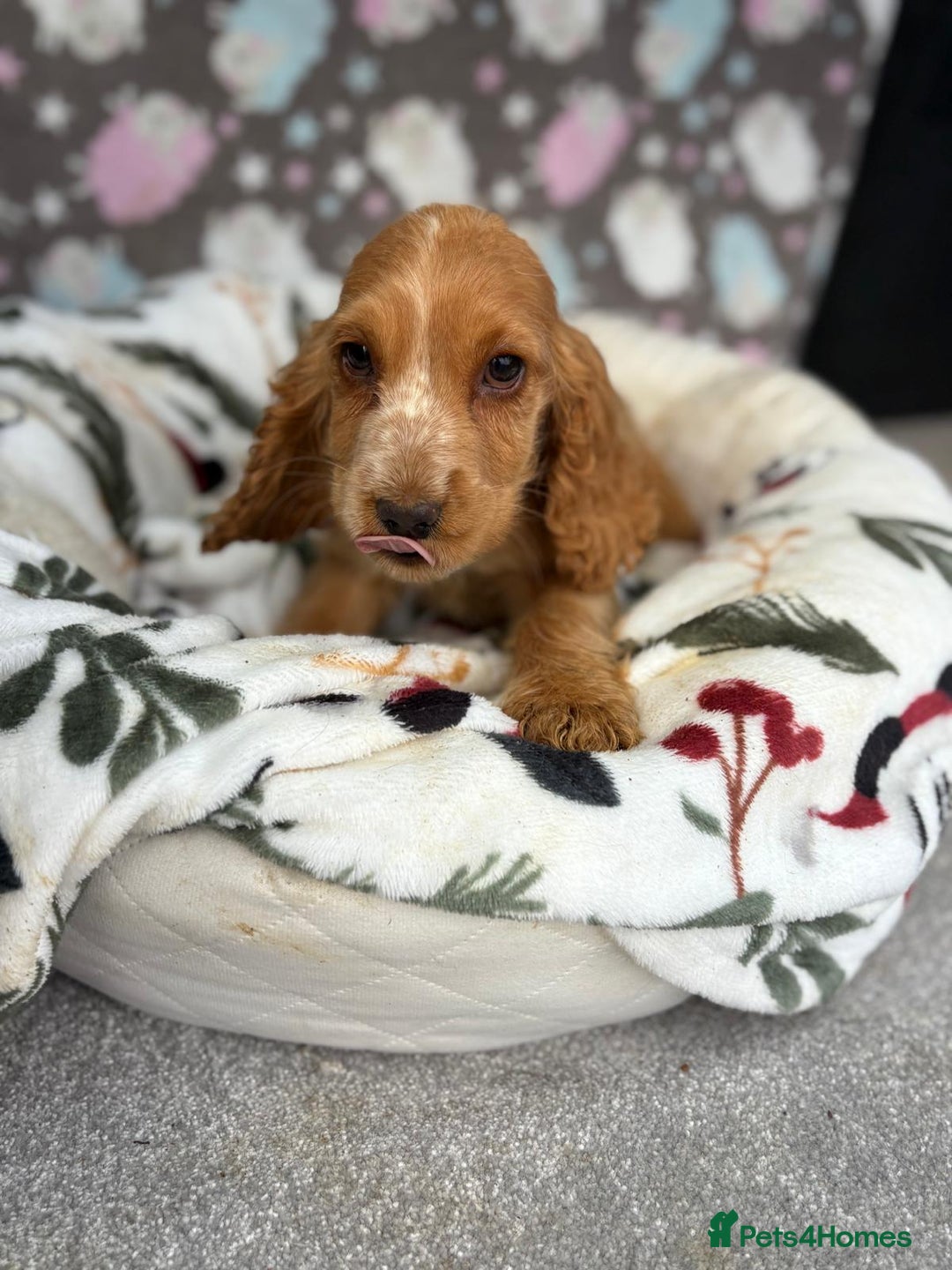 Cocker Spaniel dogs for sale: Show spaniel pups from kc/ health tested parents  - Image 5
