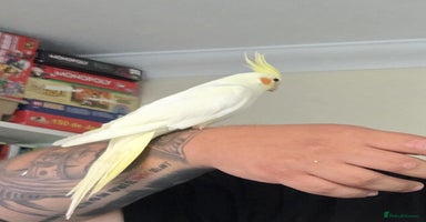 Cockatiels birds - Advert 7