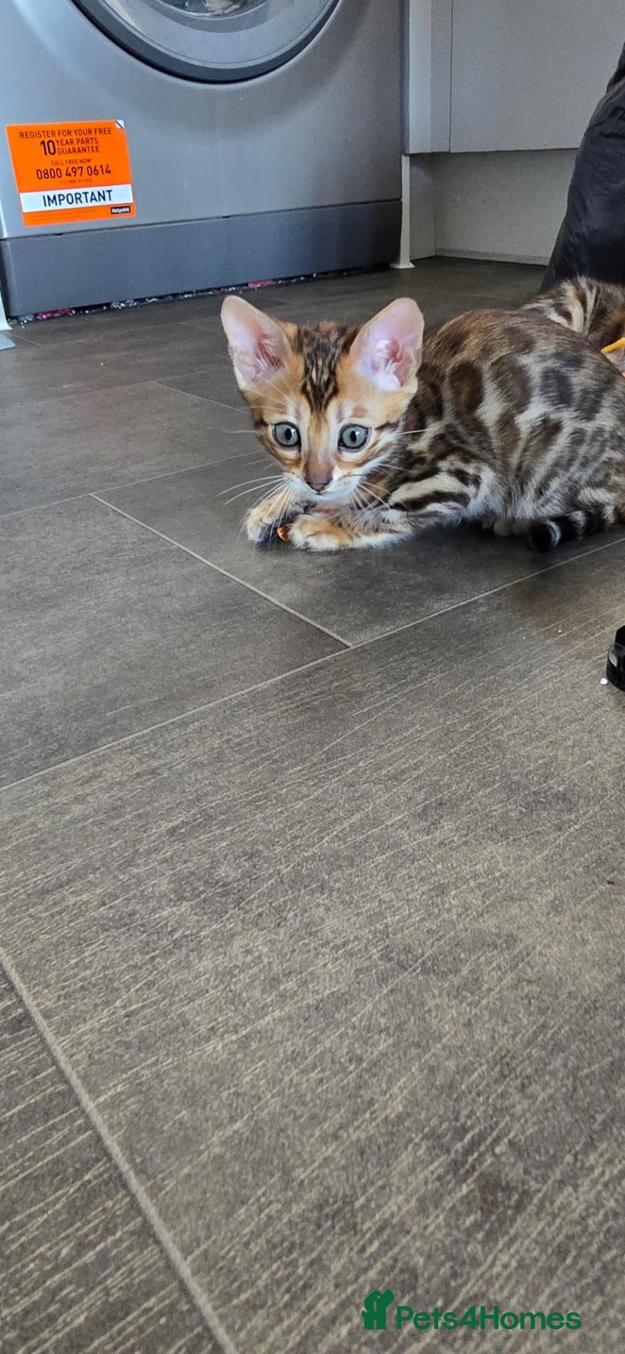 Bengal cats Pure bengal kittens  - Advert 4