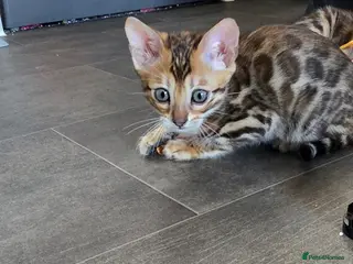 Bengal cats Pure bengal kittens - Advert 4