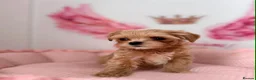 Maltipoo dogs for sale: Unique Love -Tiny Asian Maltipoo  - Advert 2