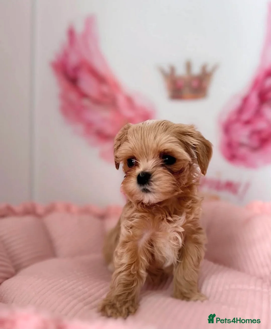 Maltipoo dogs for sale: Unique Love -Tiny Asian Maltipoo  - Advert 2