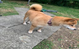 Japanese Shiba Inu dogs for sale: Japanese Shiba inu - Image 3