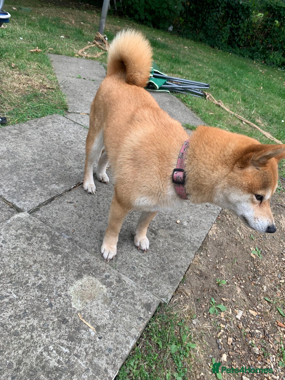 Japanese Shiba Inu dogs for sale: Japanese Shiba inu - Image 3