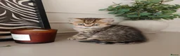 British Shorthair cats for sale: Beautiful British Shorthair Kittens - Advert 5