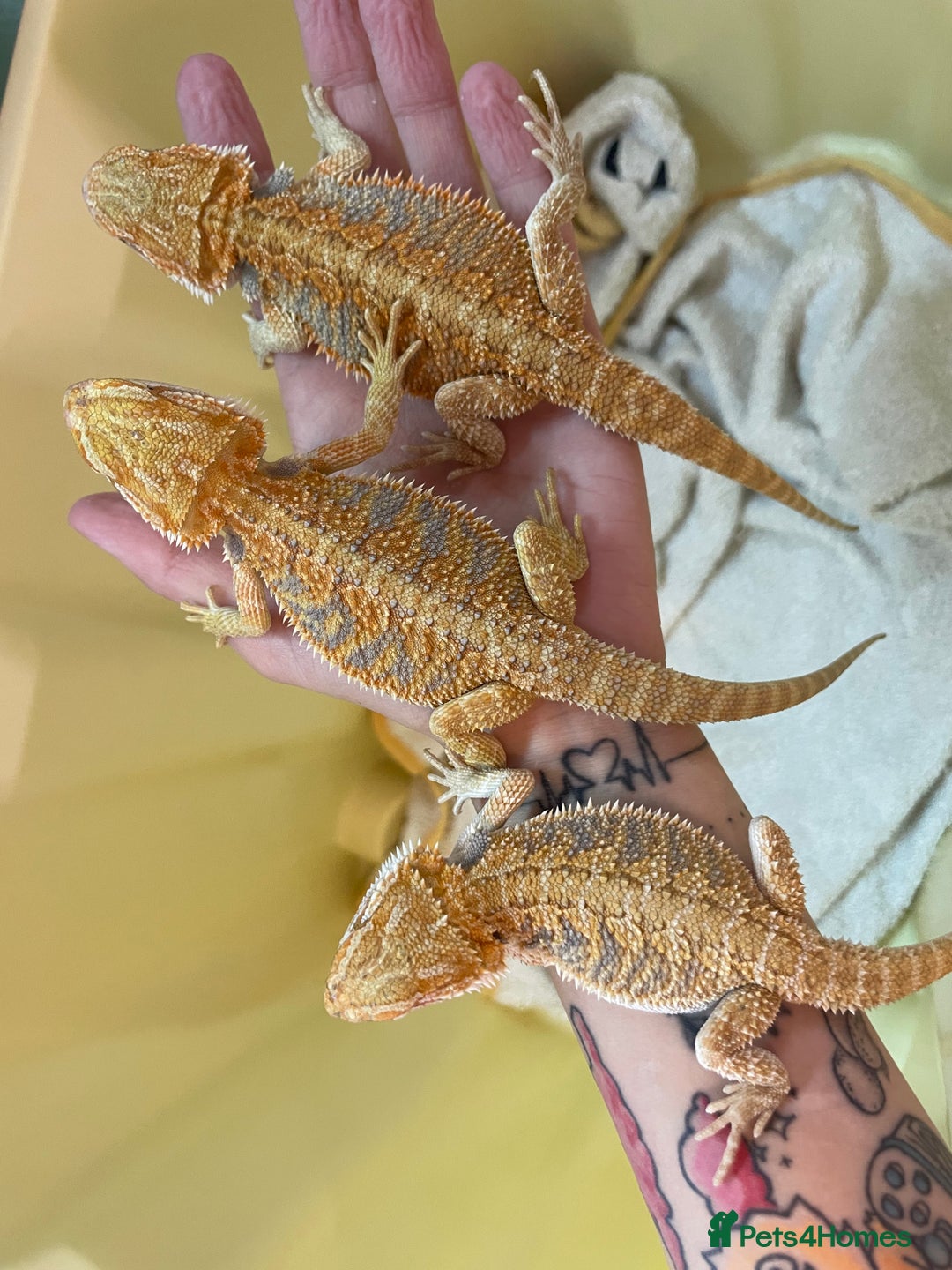Bearded Dragon reptiles for sale: Baby Hypo Bearded Dragons - Advert 26