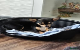 Chihuahua dogs for sale: LAST ONE Chihuahuas for sale BOY  - Image 10