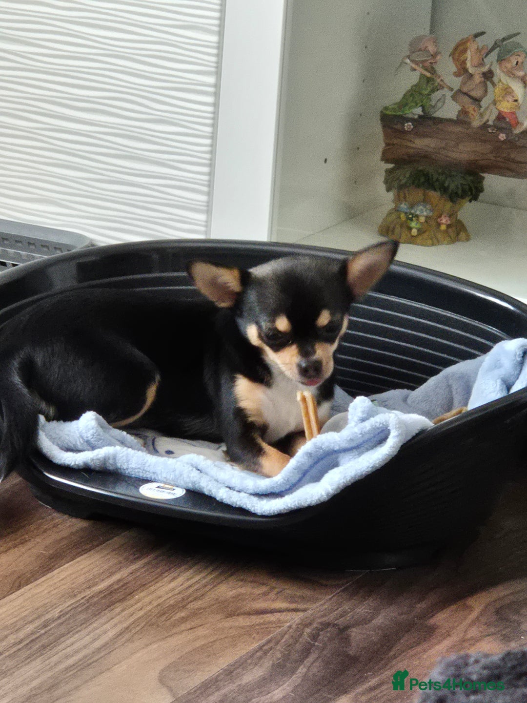 Chihuahua dogs for sale: LAST ONE Chihuahuas for sale BOY  - Image 10