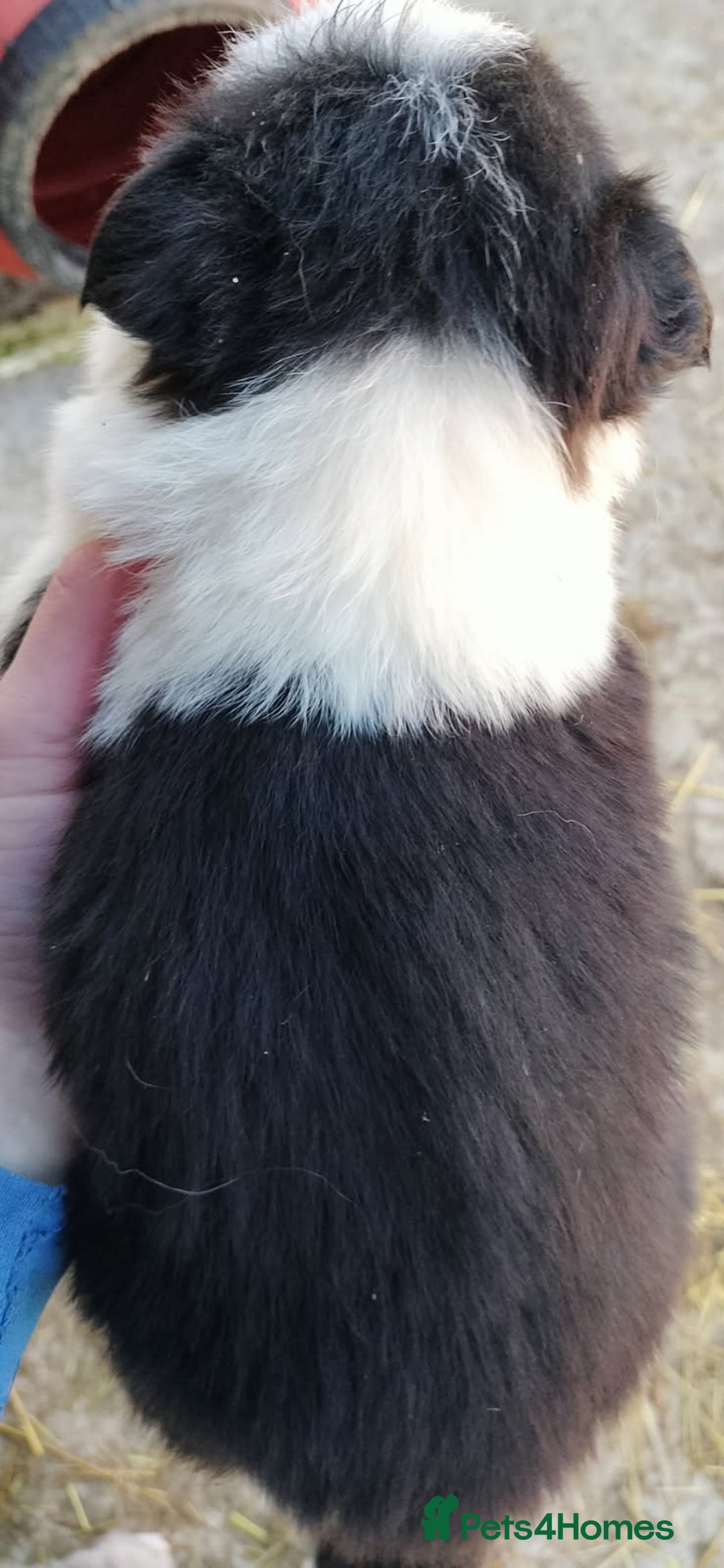 Border Collie dogs for sale: Border collie puppies - Advert 5