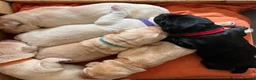 Labrador Retriever dogs for sale: 🐾 GORGEOUS LABRADOR PUPPIES – BORN 25TH SEPTEMBER - Advert 7