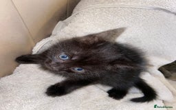 Bombay cats for sale: beautiful kittens looking for a happy safe home's  - Image 5