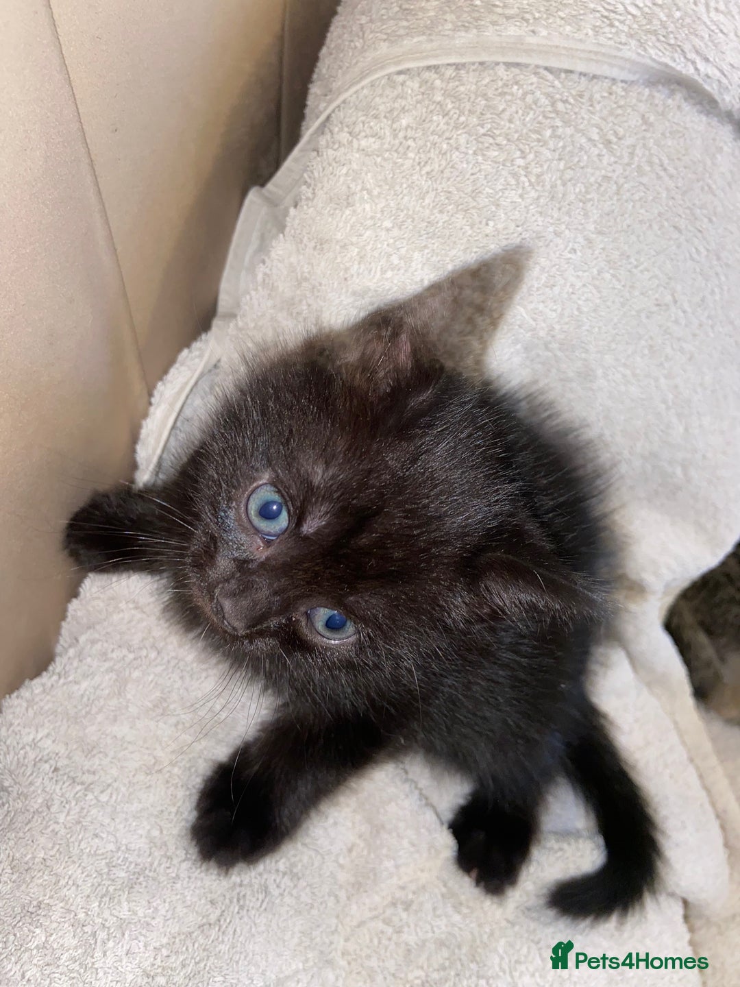 Bombay cats for sale: beautiful kittens looking for a happy safe home's  - Image 5