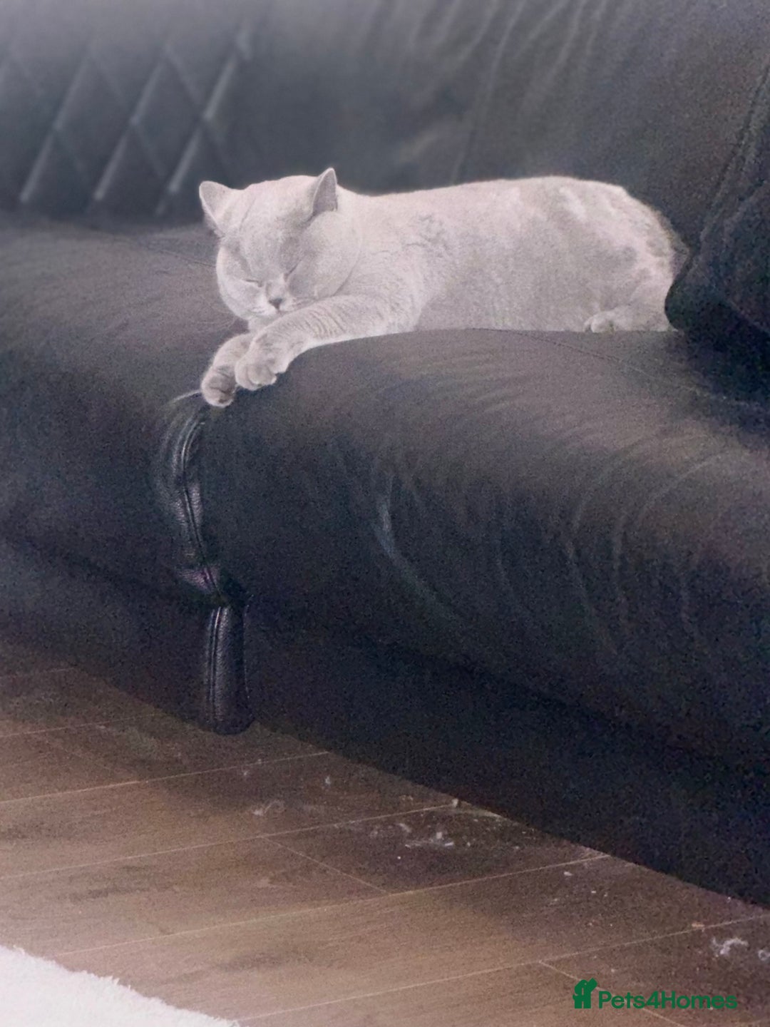 British Shorthair cats for sale: British shorthair male pedigree - Advert 7