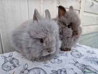 Lionhead rabbits Purebred Lionhead Rabbits - Advert 10
