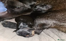Mixed Breed dogs for sale: Little Luna need a new home - Image 6