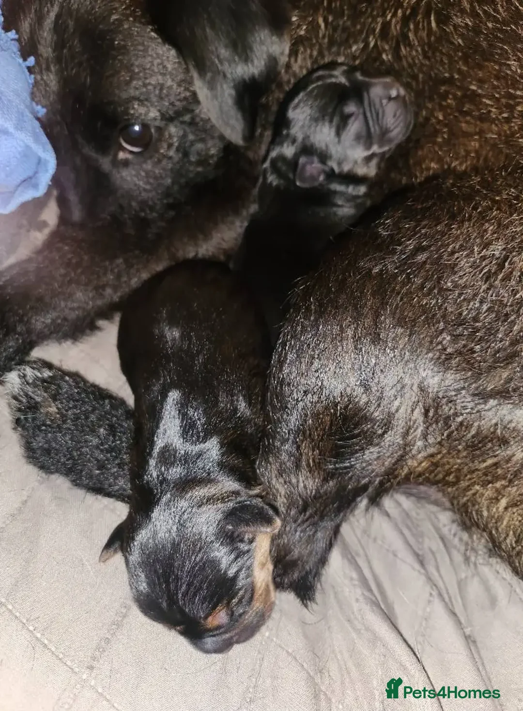 Mixed Breed dogs for sale: Little Luna need a new home - Image 6