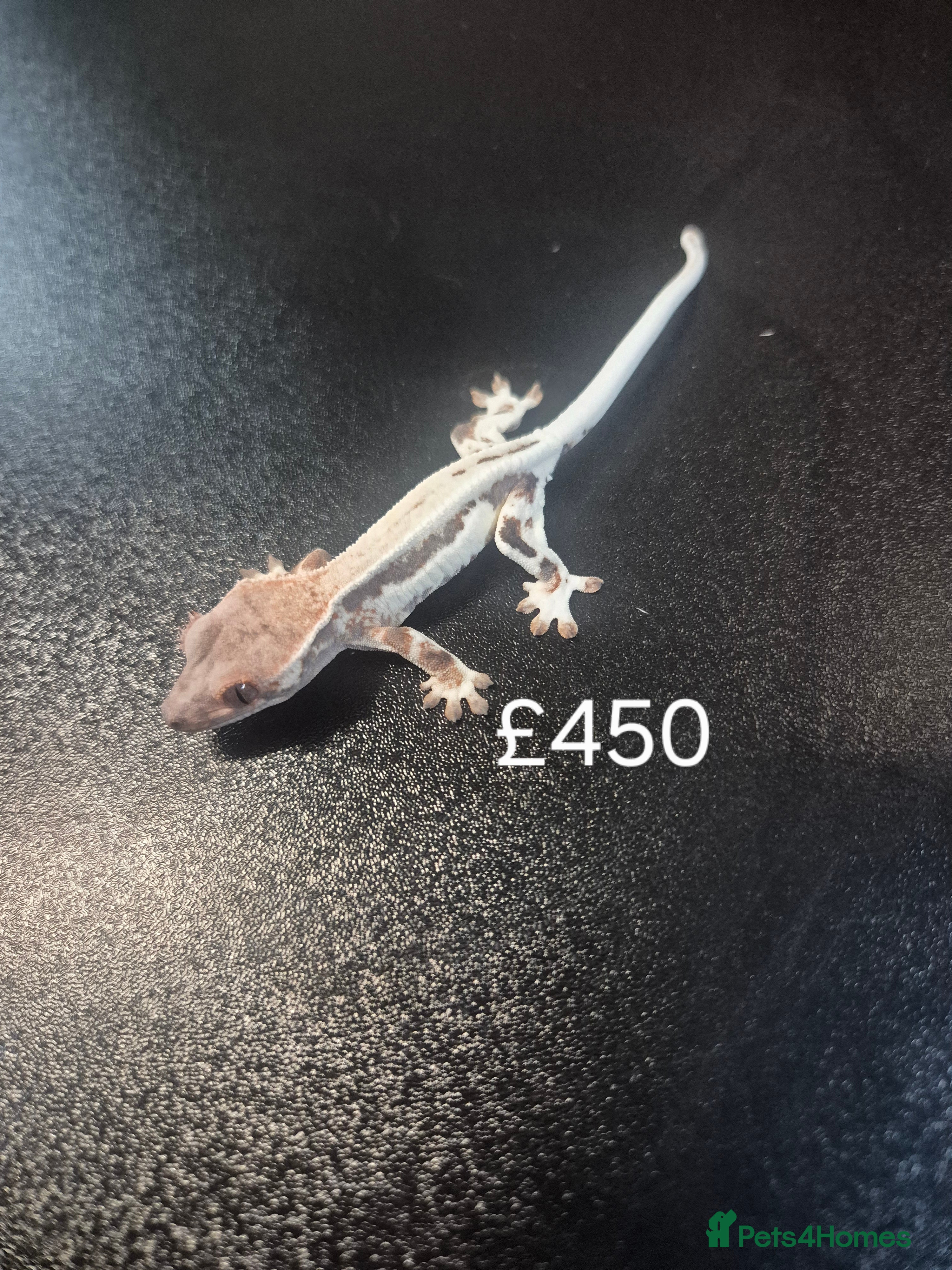 Gecko reptiles Crested geckos - Advert 1