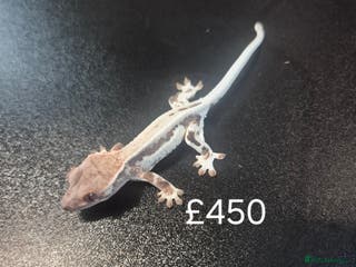 Gecko reptiles Crested geckos - Advert 10