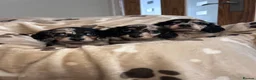 Miniature Dachshund dogs for sale: 🖤 SILVER DAPPLE & CREAM LONGHAIR BOY🖤  - Advert 11