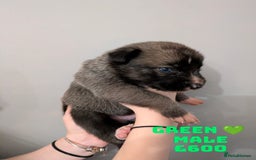 Shepsky dogs for sale: 7 Beautiful Shepsky pups for sale (3 boys 4 girls) - Image 11