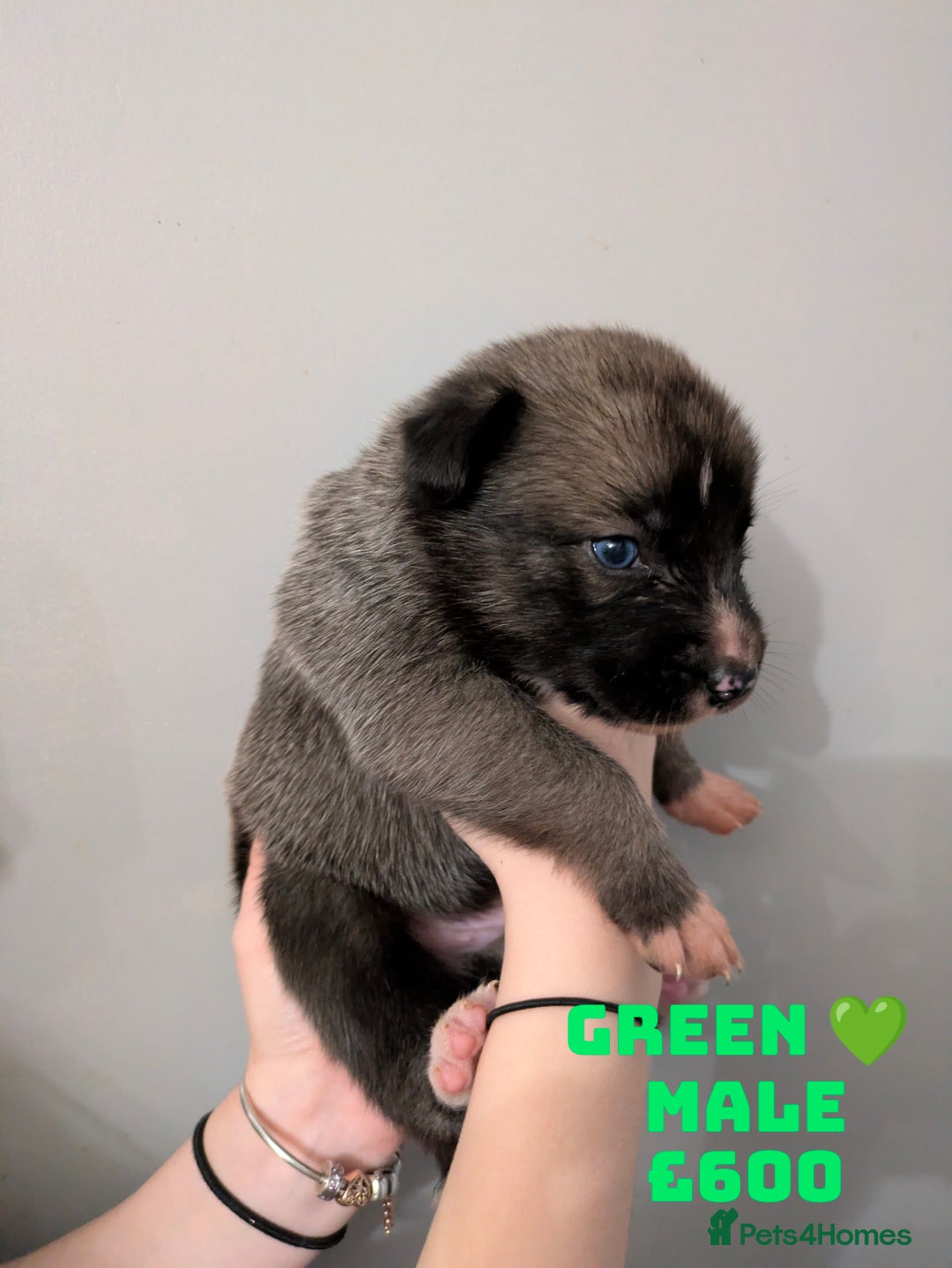 Shepsky dogs for sale: 7 Beautiful Shepsky pups for sale (3 boys 4 girls) - Image 11