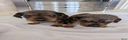 Mixed Breed dogs for sale: 3/4 dachshund 1/4 jack Russell - Advert 16