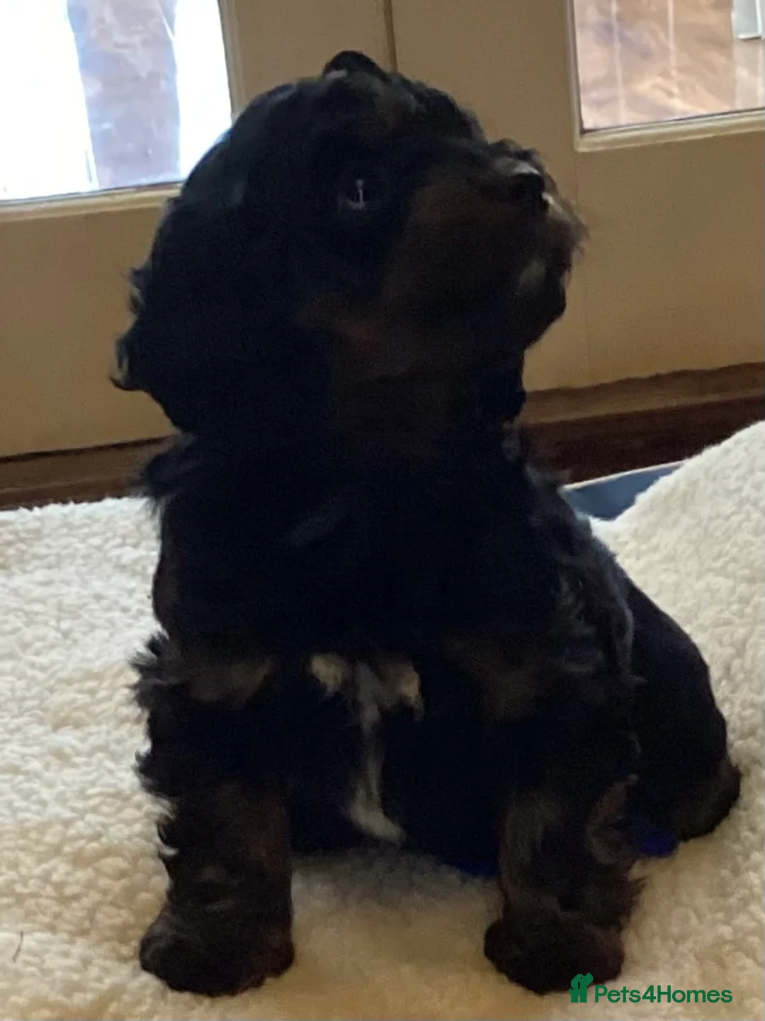 Cockapoo dogs for sale: Cockerpoo  - Advert 4