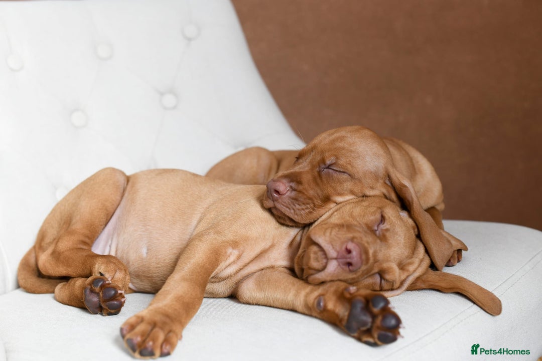 Hungarian Vizsla dogs for sale: Exceptional KC registered Hungarian Vizsla Litter - Image 20