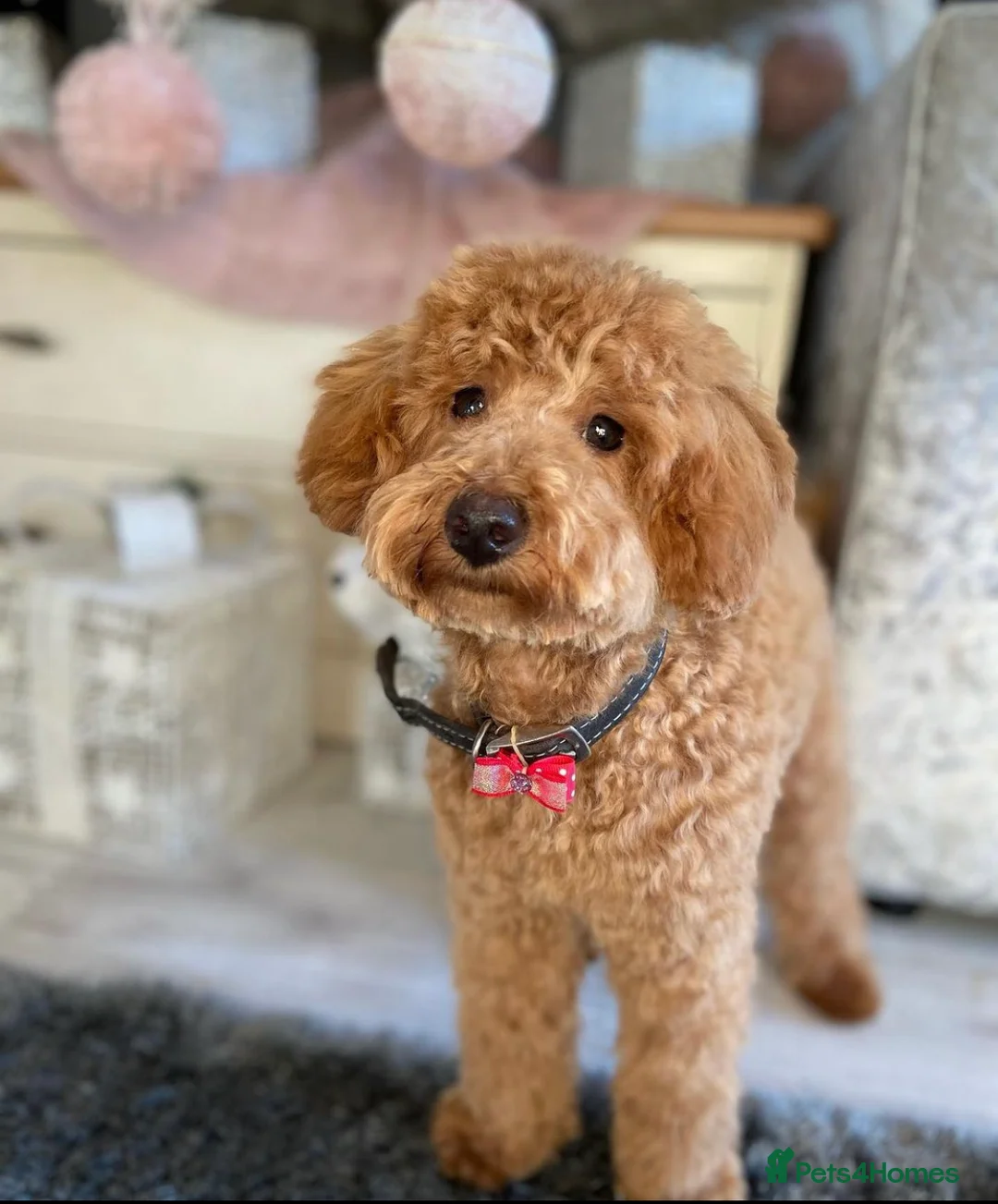 Toy Poodle dogs for stud: KC registered red toy poodle stud dog in Chelmsford - Advert 3
