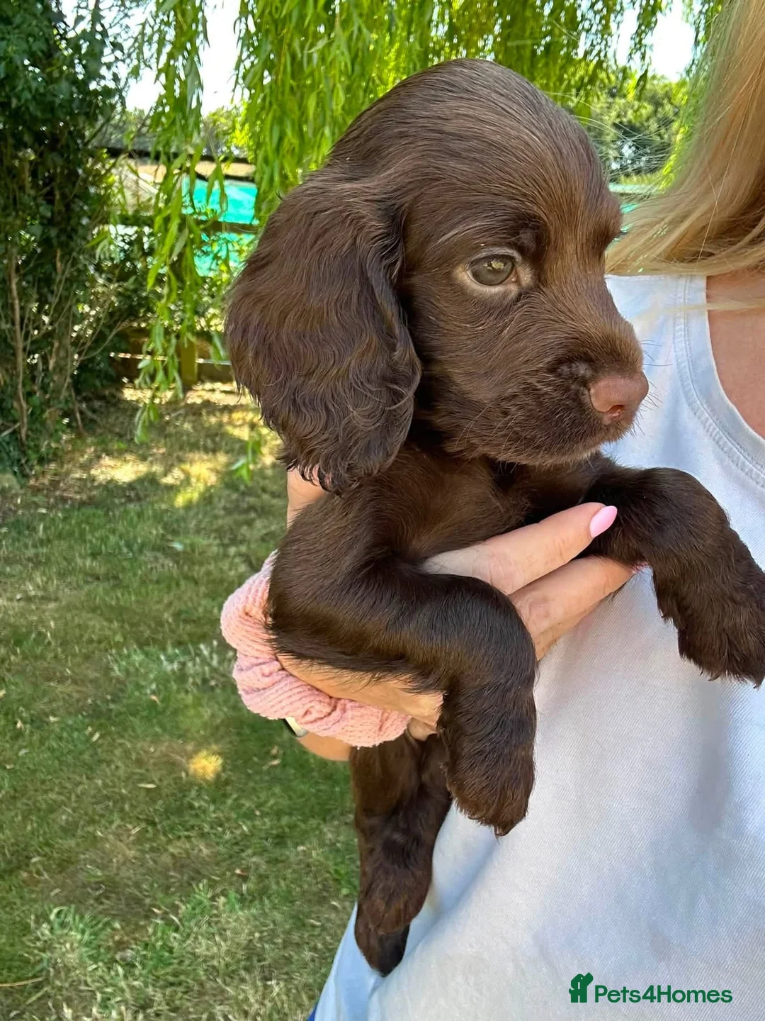 Cocker Spaniel dogs for sale: Working cockers spaniel  in Harrogate - Advert 2