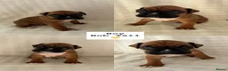 Boxer dogs for sale: Outstanding Litter of KC Reg Flashy Boxer Puppies - Advert 10