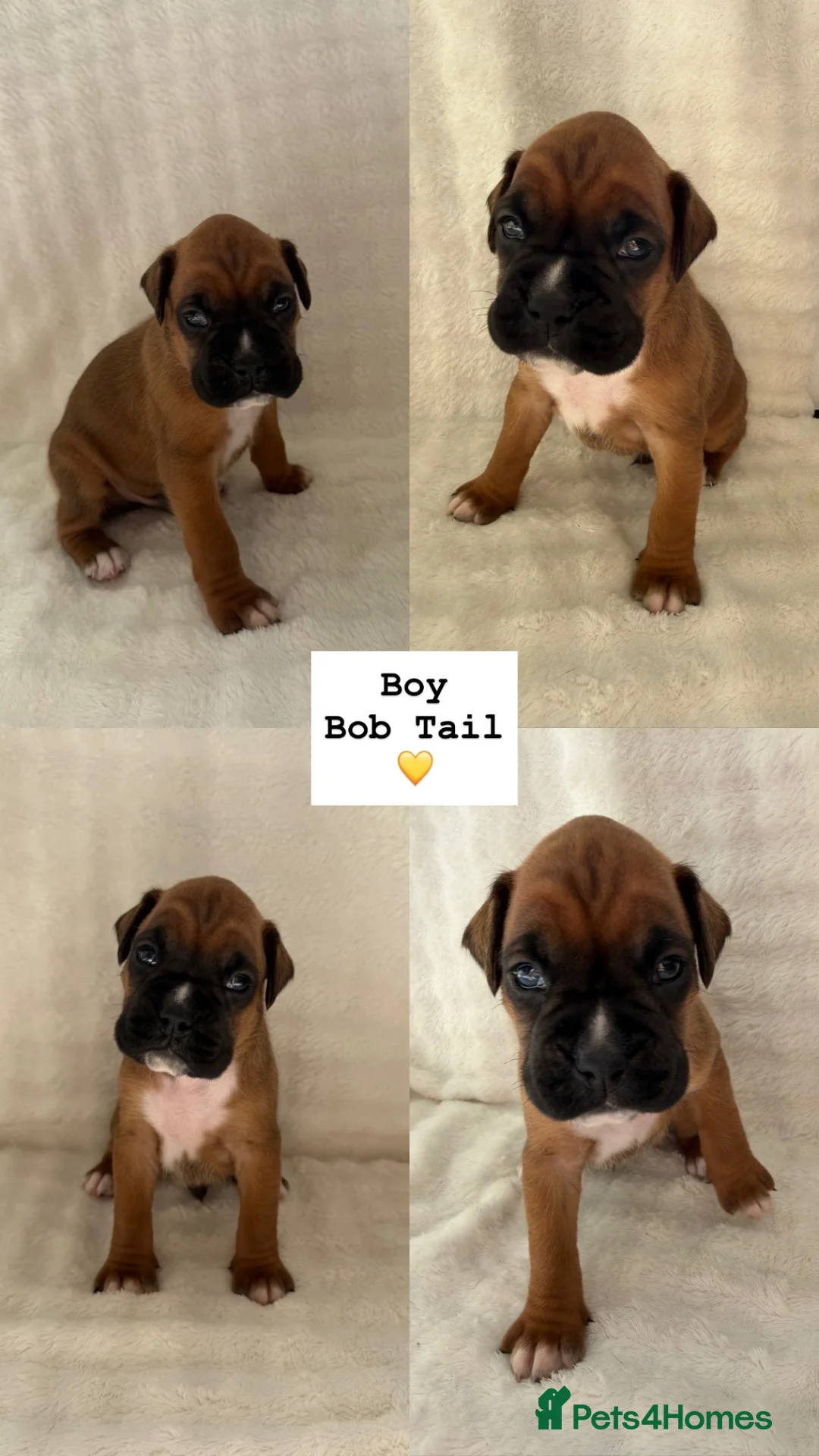 Boxer dogs for sale: Outstanding Litter of KC Reg Flashy Boxer Puppies - Advert 10