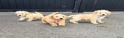 Schnoodle dogs for sale: Toy/Mini Schnoodle Puppies (Schnauzer x Poodle) - Advert 14