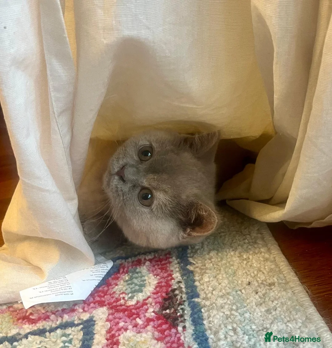 British Shorthair cats for sale: British shorthair females ready to leave soon GCCF - Advert 12