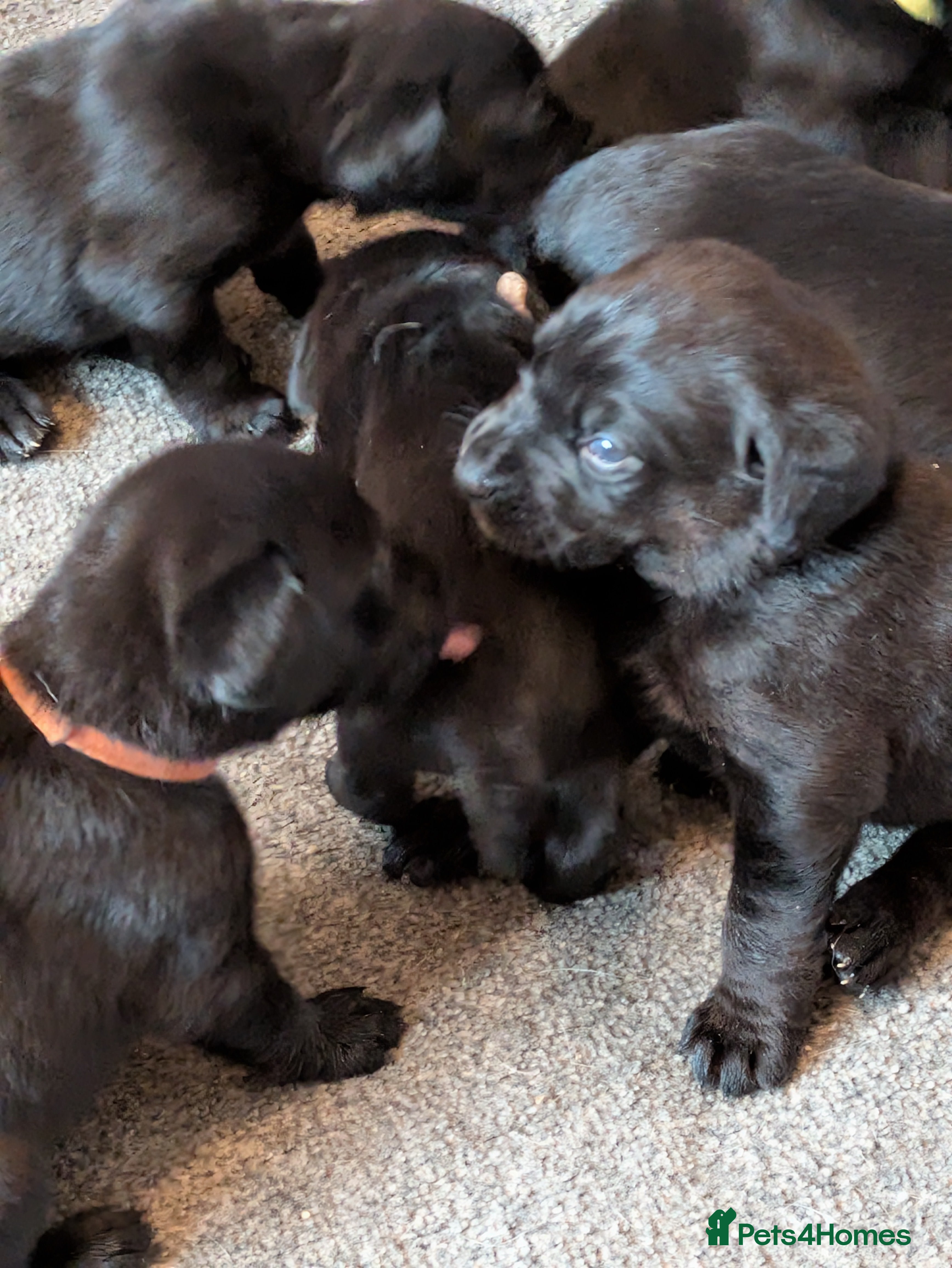 Mixed Breed dogs Stunning predominately black lab/rottie puppies - Advert 2