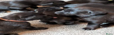 Mixed Breed 10