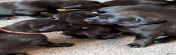 Mixed Breed dogs for sale: Stunning predominately black lab/rottie puppies in Rochester - Advert 2