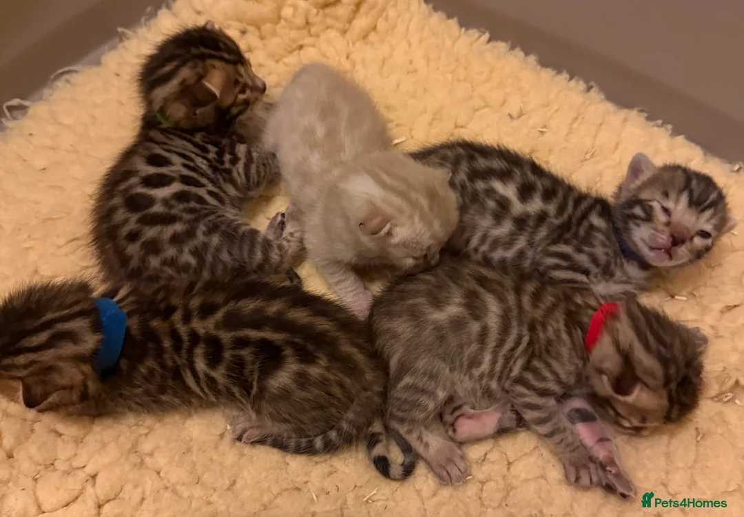 Bengal cats for sale: TICA 🐾 Health Tested 🐆 Bengal Kittens ❤️  - Advert 5