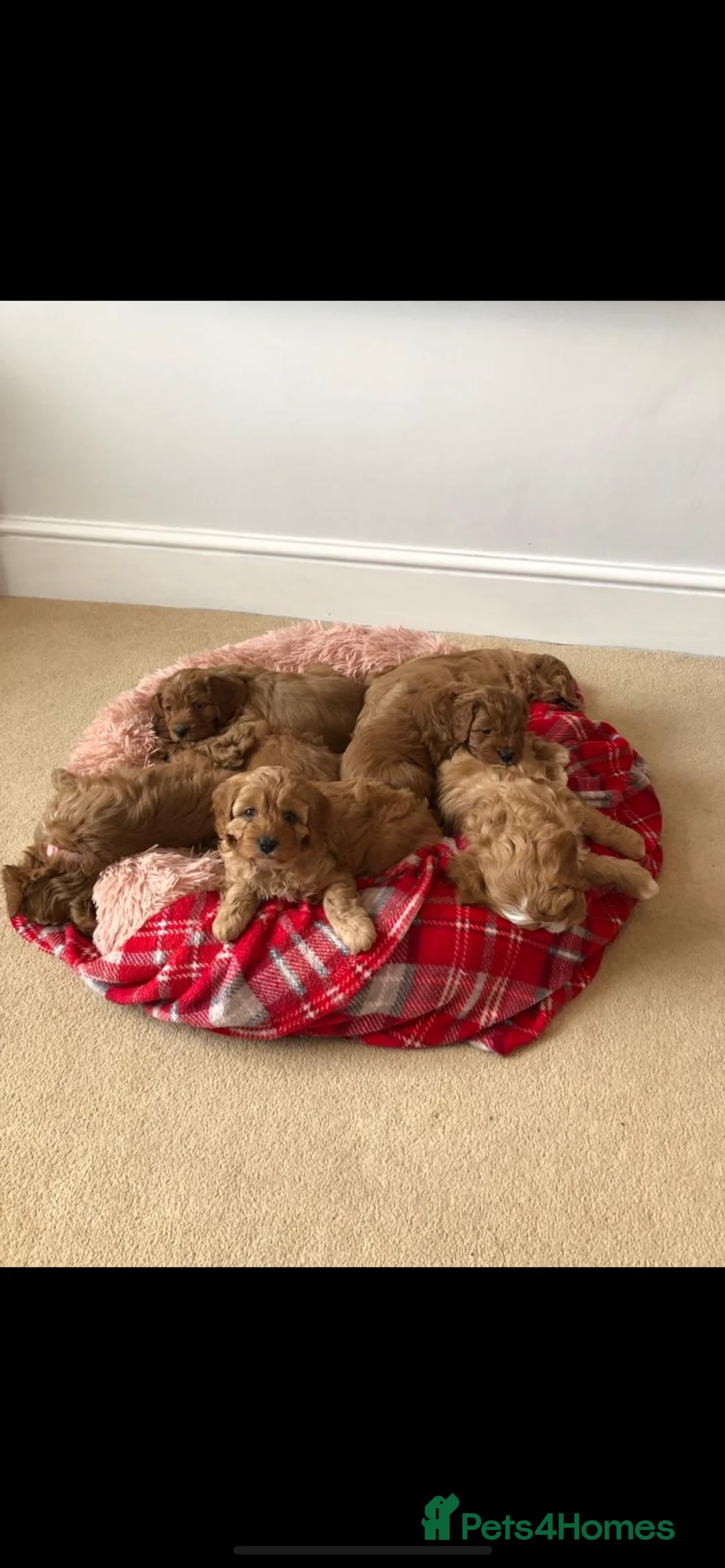 Cavapoo dogs for stud: ❤️Fully health tested red toy poodle❤️ - Advert 11