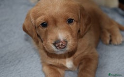 Mixed Breed dogs for sale: ✨Health Tested Australian Labradoodles ✨ - Image 13