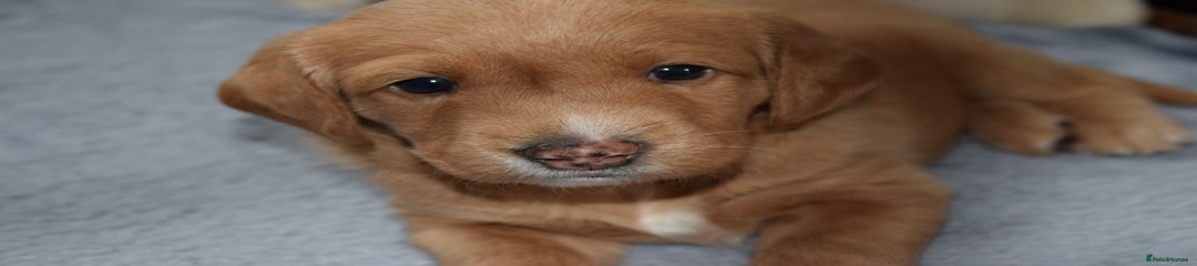 Nutkin