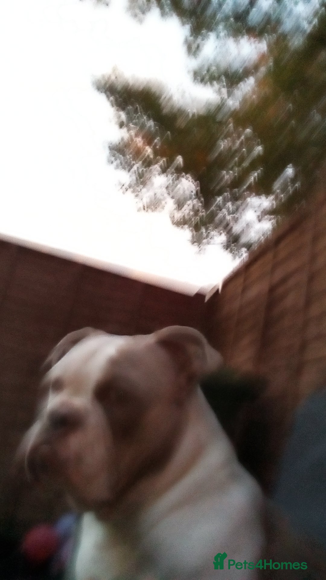 American Bully dogs for sale: ‼️‼️‼️POCKET BULLY‼️‼️‼️ - Image 1