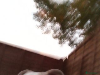 American Bully dogs - Advert 1