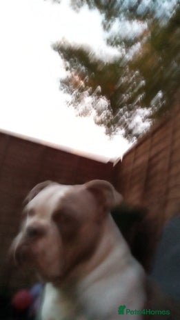 American Bully dogs - Advert 1