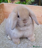 Mini Lop rabbits Stunning babies various ages vaccinated - Advert 7